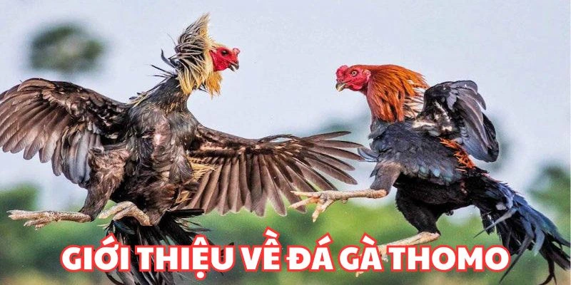 Giới thiệu về đá gà Thomo