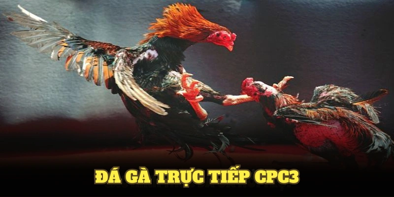 Đá gà trực tiếp CPC3