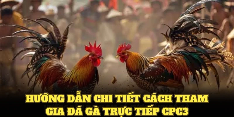 Hướng dẫn chi tiết cách tham gia đá gà trực tiếp CPC3 cho người mới bắt đầu