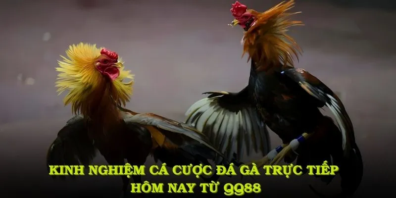 Kinh nghiệm cá cược đá gà trực tiếp hôm nay từ QQ88