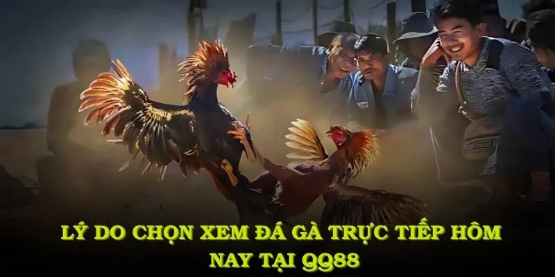 Lý do chọn xem đá gà trực tiếp hôm nay tại QQ88
