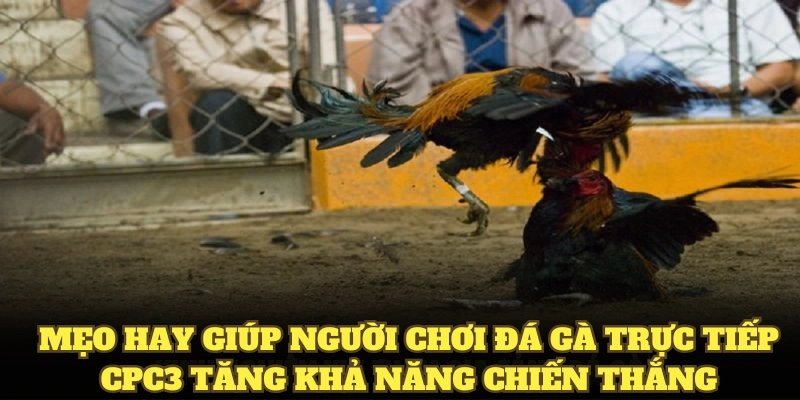 Mẹo hay giúp người chơi đá gà trực tiếp CPC3 tăng khả năng chiến thắng